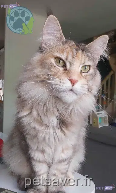 chatte lost 59125 Trith-Saint-Léger Millie