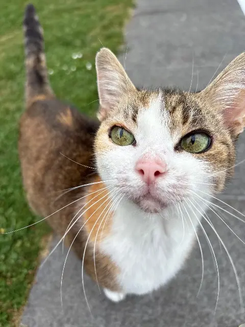 cat lost   59510 Hem Mimi