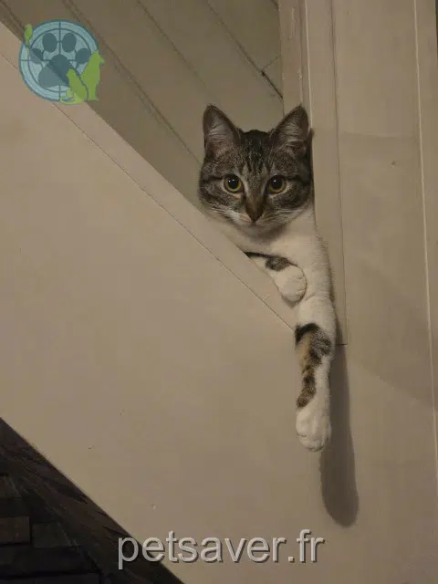 chatte lost   59200 Tourcoing Mimine