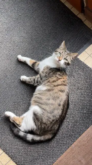 chatte lost   59620 Aulnoye-Aymeries Mina