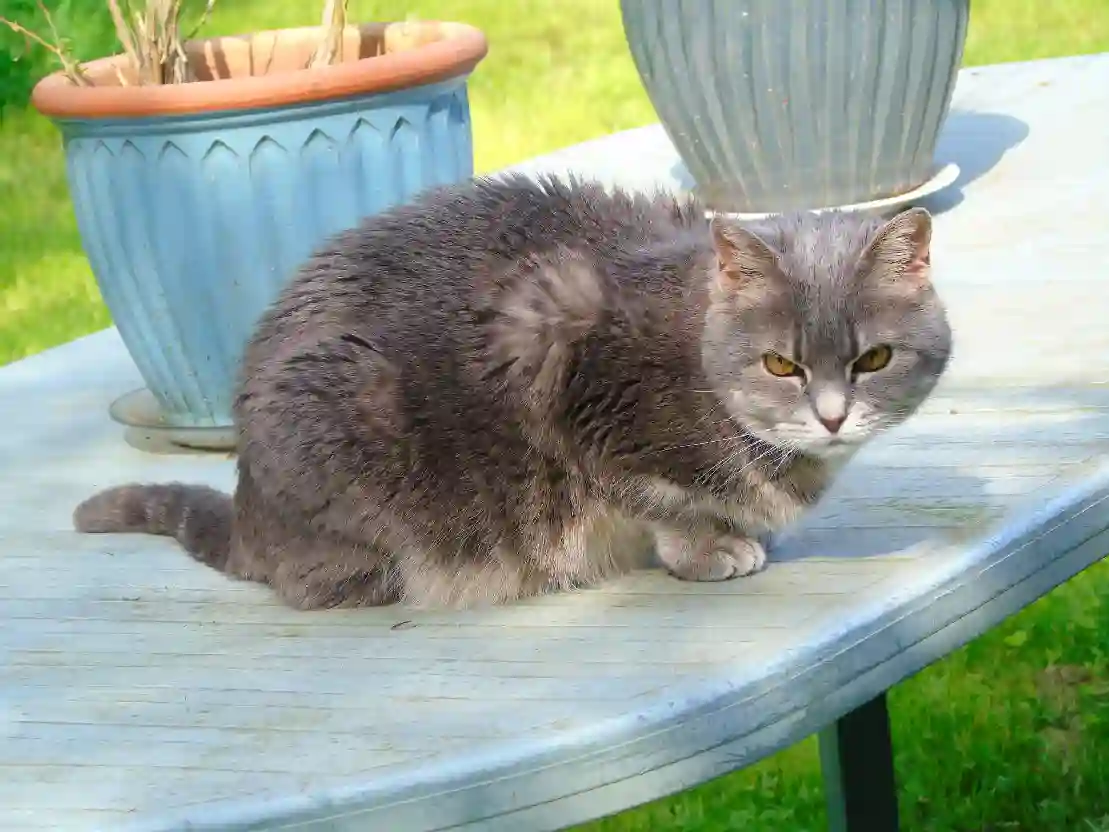Chatte Perdue 59 Nord - Minette Chatte Perdue 59 Nord - Minette