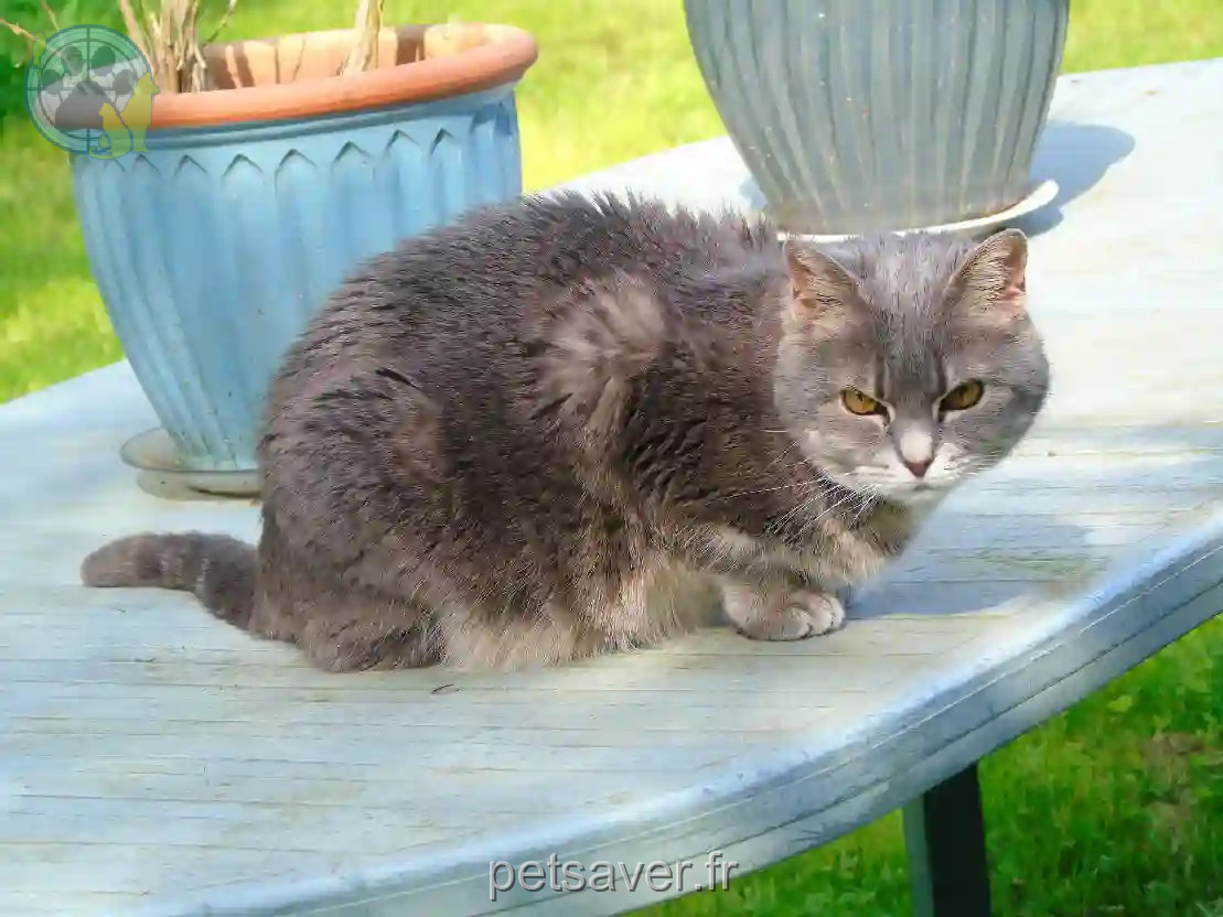 Chatte Perdue 59 Nord - Minette Chatte Perdue 59 Nord - Minette