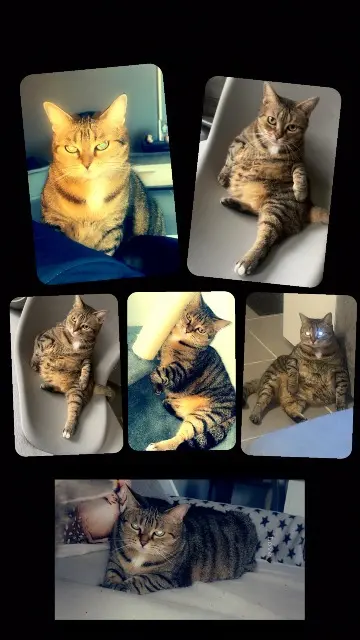 chatte lost   59450 Sin-le-Noble Minnie