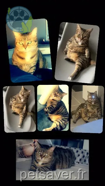 Katze vermisst 59450 Sin-le-Noble Minnie Katze lost 59450 Sin-le-Noble Minnie