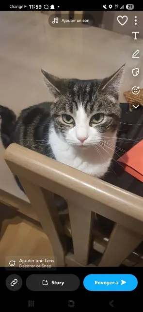 chatte lost   59252 Marquette-en-Ostrevant Minnie