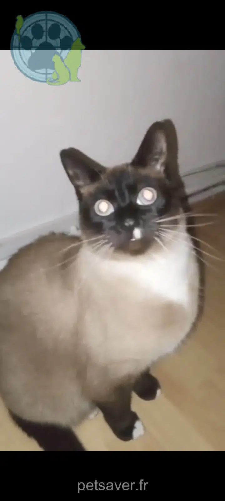 chatte lost   59100 Roubaix Minou
