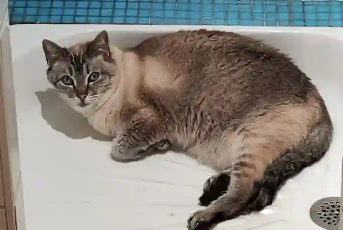 Chatte Perdue 59 Nord - Minou Chatte Perdue 59 Nord - Minou