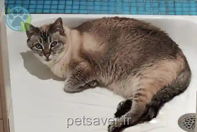 Chatte Perdue 59 Nord - Minou Chatte Perdue 59 Nord - Minou