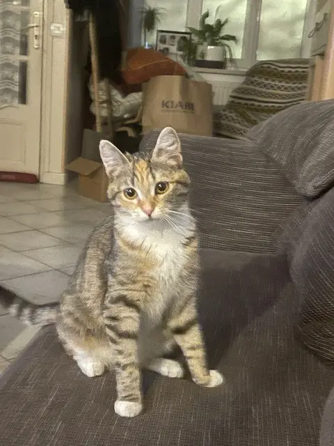 chatte lost   59100 Roubaix Minouche