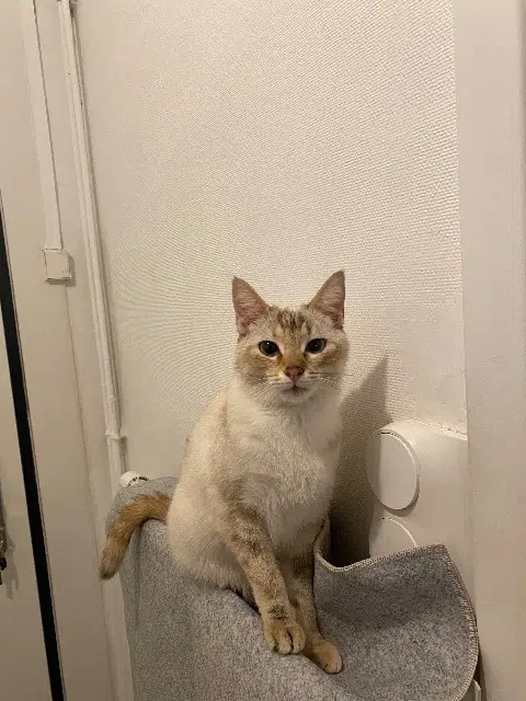 chatte lost   59100 Roubaix Minouche