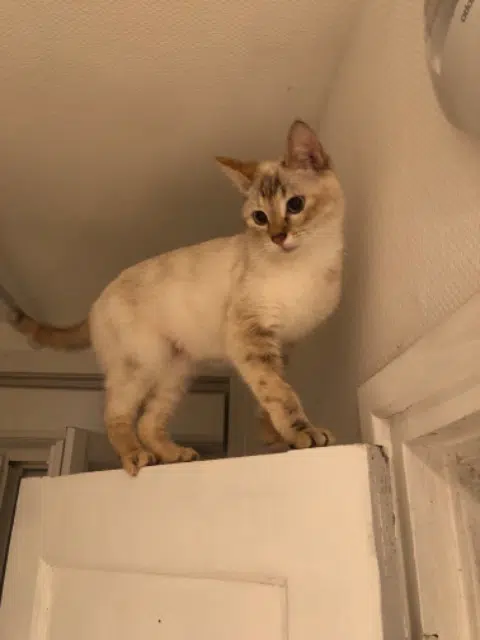 chatte lost   59100 Roubaix Minouche