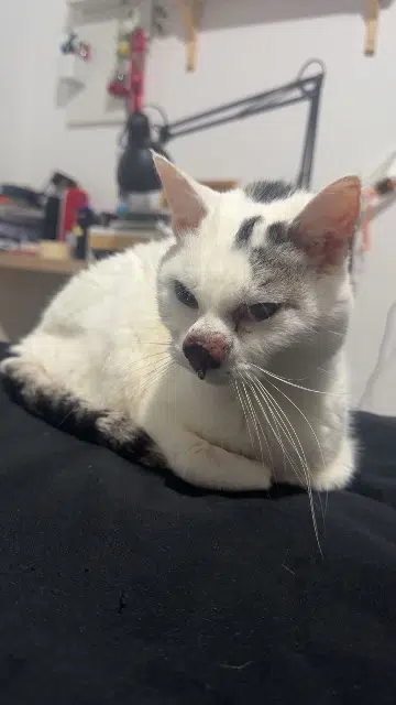 chatte lost   59410 Anzin Minouchet