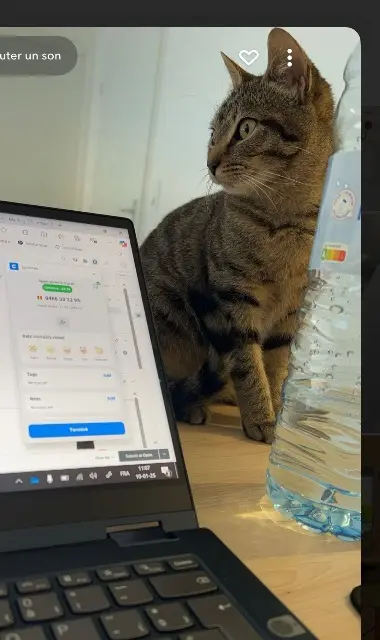 chatte lost   59250 Halluin Minoush