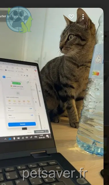 chatte perdue 59250 Halluin Minoush chatte lost 59250 Halluin Minoush