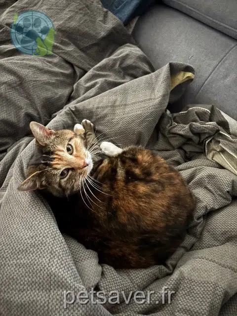 chatte lost   59279 Loon-Plage Mioumiou