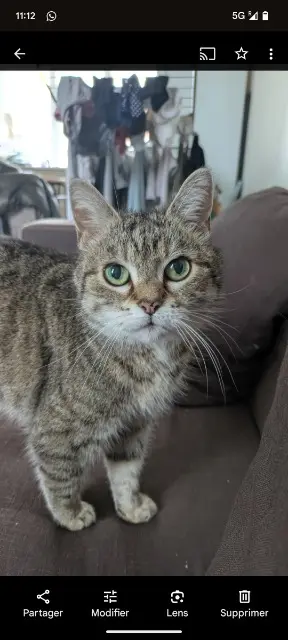 chatte lost   59390 Toufflers Misha