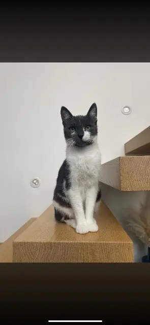 chatte lost   59320 Ennetières-en-Weppes Misty