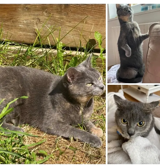 chatte lost   59150 Wattrelos Miyo