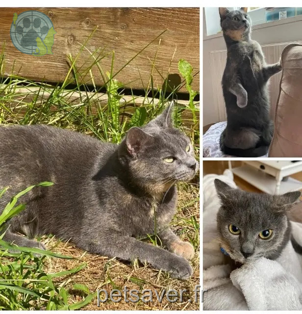 gata perdida 59150 Wattrelos Miyo gata lost 59150 Wattrelos Miyo