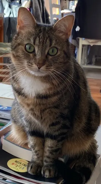 chatte lost   59700 Marcq-en-Barœul Moka