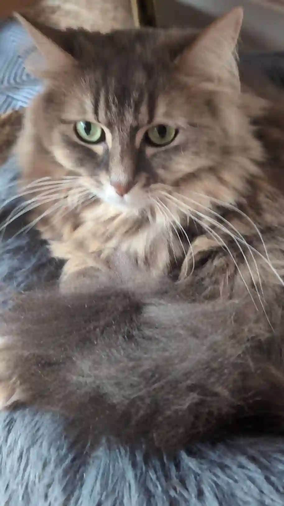 Chatte Perdue 59 Nord - Moon Chatte Perdue 59 Nord - Moon