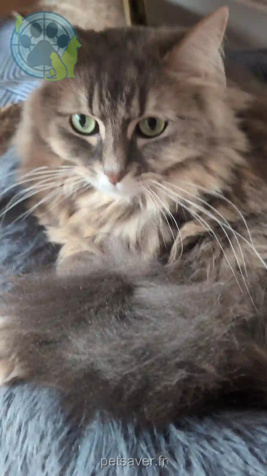 Chatte Perdue 59 Nord - Moon Chatte Perdue 59 Nord - Moon