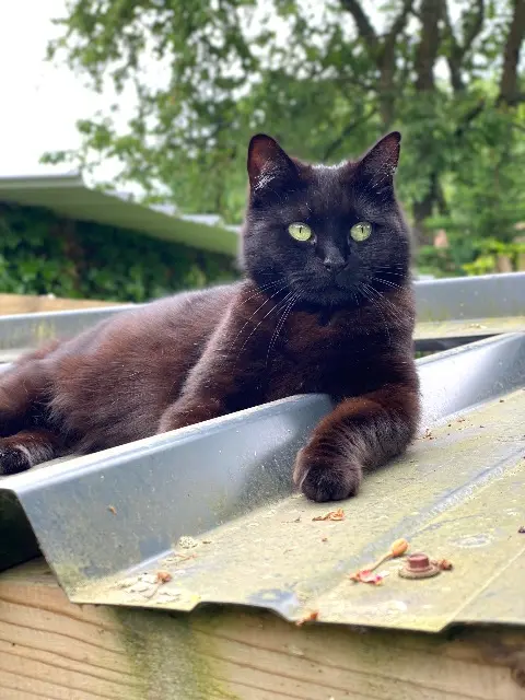 chatte lost   59252 Marquette-en-Ostrevant MOON