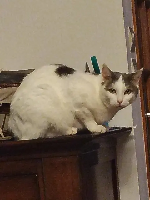 chatte lost   59249 Aubers Mouchette