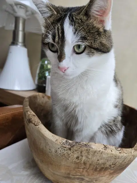 chatte lost   59170 Croix Muezza