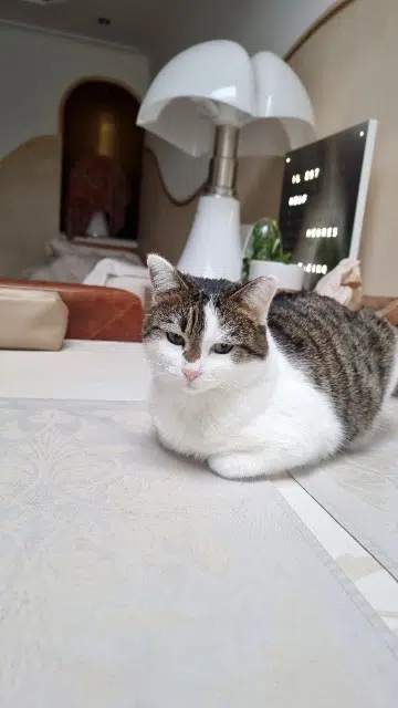 chatte lost   59170 Croix Muezza