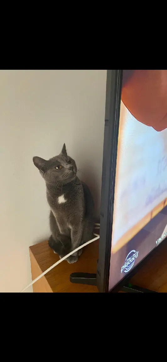 Chatte Perdue 59 Nord - Muta Chatte Perdue 59 Nord - Muta