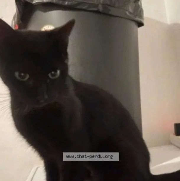 chatte lost   59690 Vieux-Condé Nala