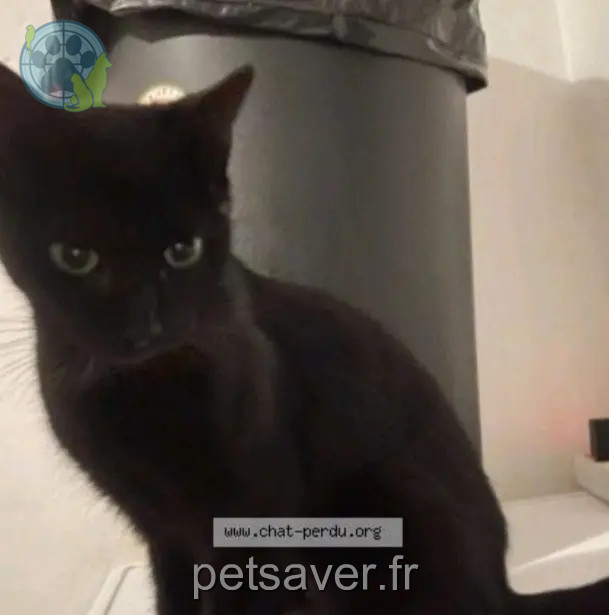 Katze vermisst 59690 Vieux-Condé Nala Katze lost 59690 Vieux-Condé Nala