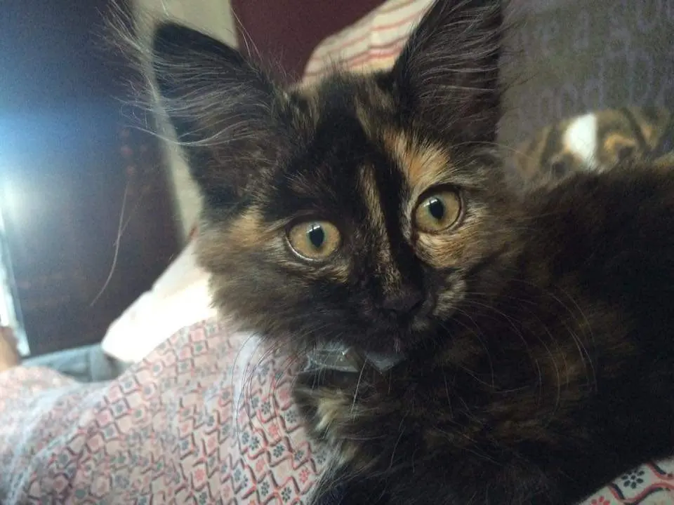 Chatte Perdue 59 Nord - Nala Chatte Perdue 59 Nord - Nala