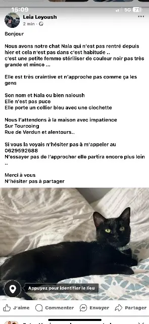 chatte lost   59200 Tourcoing Nala