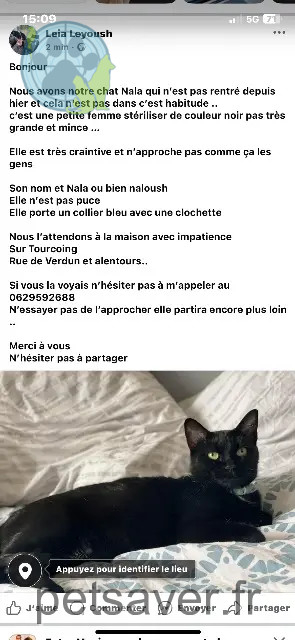 gata perdida 59200 Tourcoing Nala gata lost 59200 Tourcoing Nala