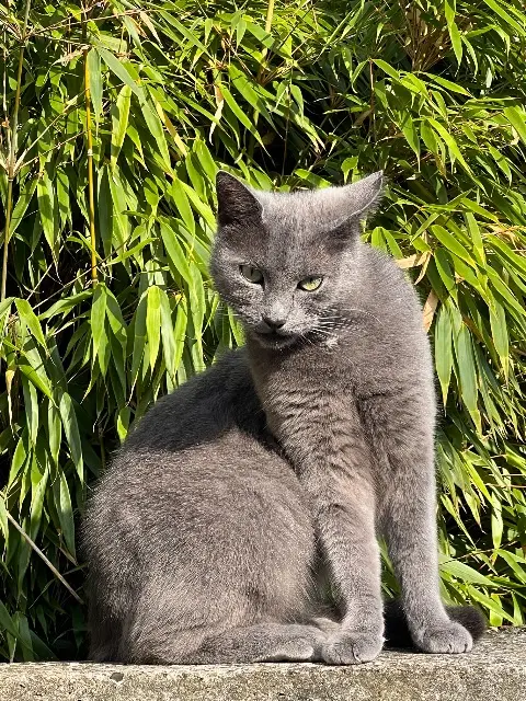 chatte perdue 59790 Ronchin Nala chatte lost 59790 Ronchin Nala