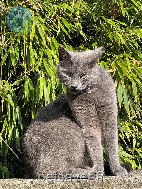 chatte perdue 59790 Ronchin Nala chatte lost 59790 Ronchin Nala