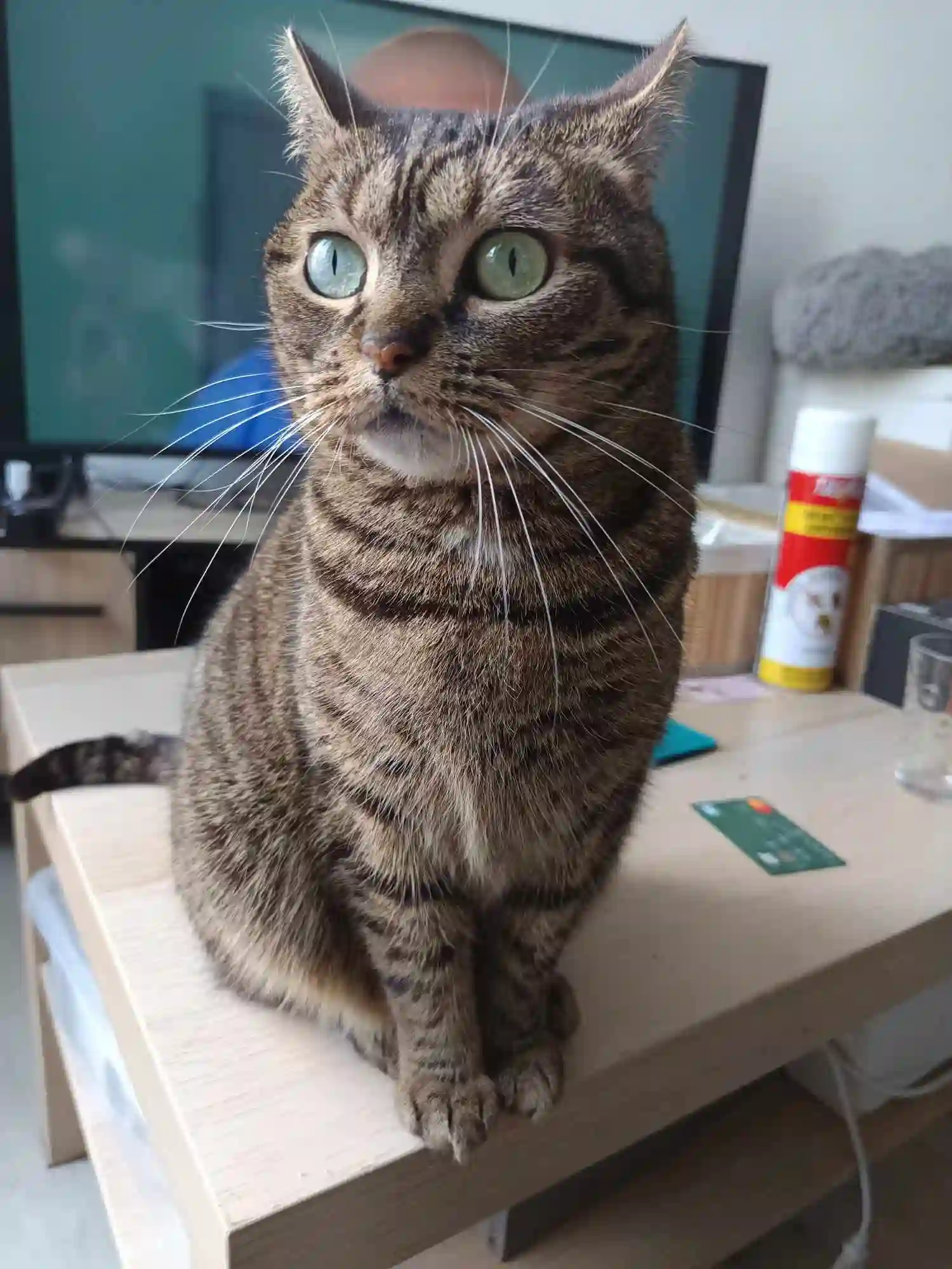 Chatte Perdue 59 Nord - Nala Chatte Perdue 59 Nord - Nala