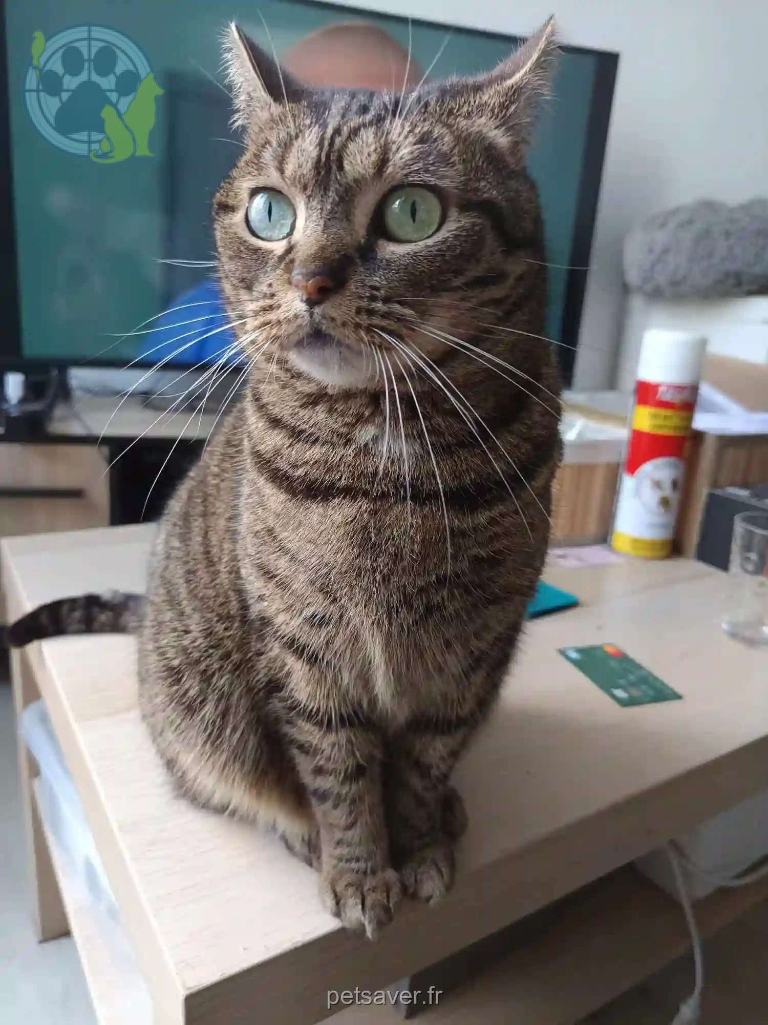 Chatte Perdue 59 Nord - Nala Chatte Perdue 59 Nord - Nala