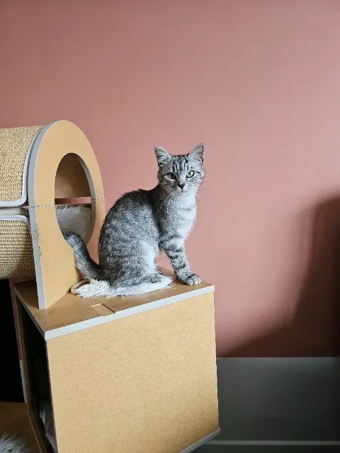 chatte lost   59970 Vicq Nala