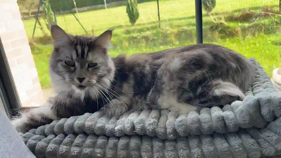 Chatte Perdue 59 Nord - Nala Chatte Perdue 59 Nord - Nala