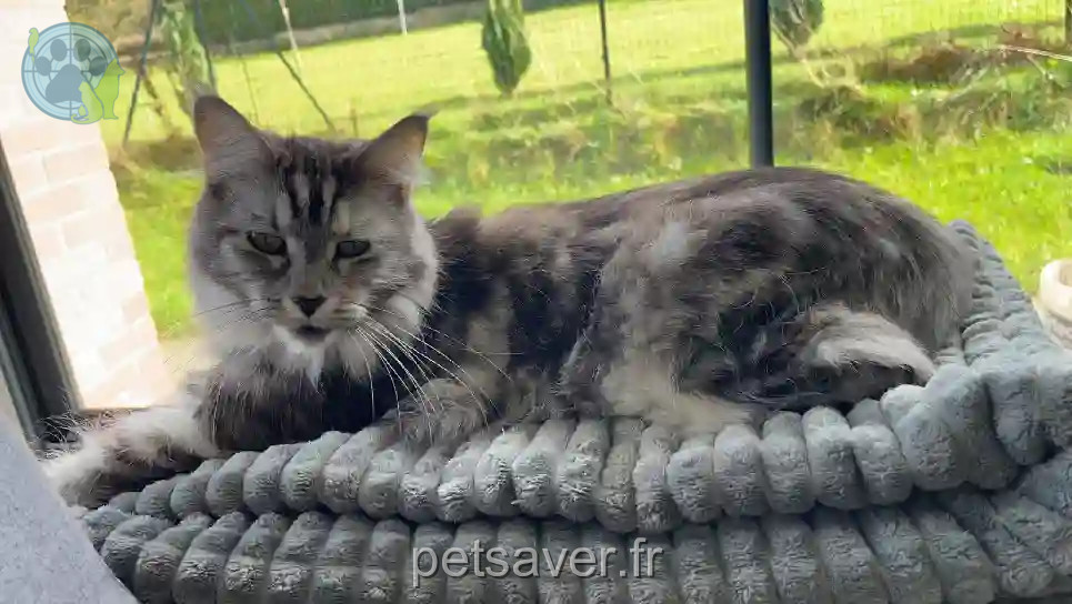 Chatte Perdue 59 Nord - Nala Chatte Perdue 59 Nord - Nala