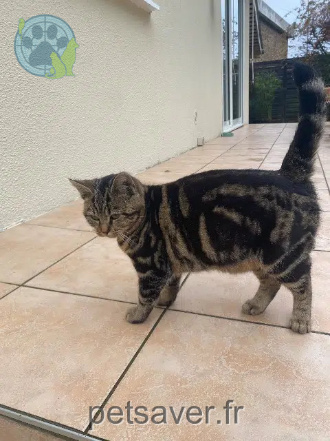 cat lost 59212 Wignehies Nana cat lost 59212 Wignehies Nana
