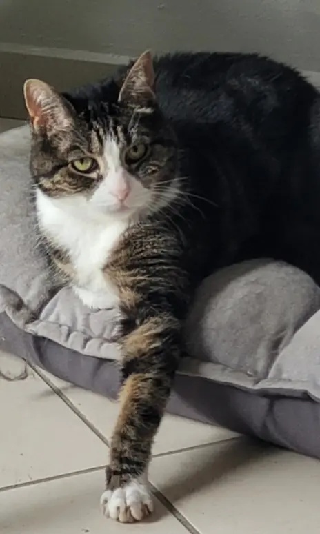 Chatte Perdue 59 Nord - Nana Chatte Perdue 59 Nord - Nana
