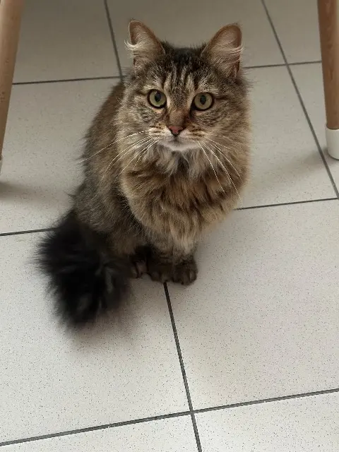 chatte lost   59200 Tourcoing Nanou