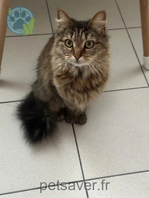 kat vermist 59200 Tourcoing Nanou kat lost 59200 Tourcoing Nanou