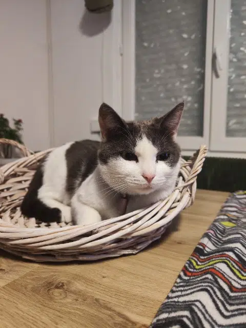 chatte lost   59283 Raimbeaucourt Neliel