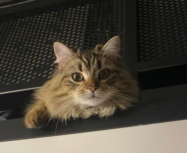 chatte lost   59970 Vicq Nell