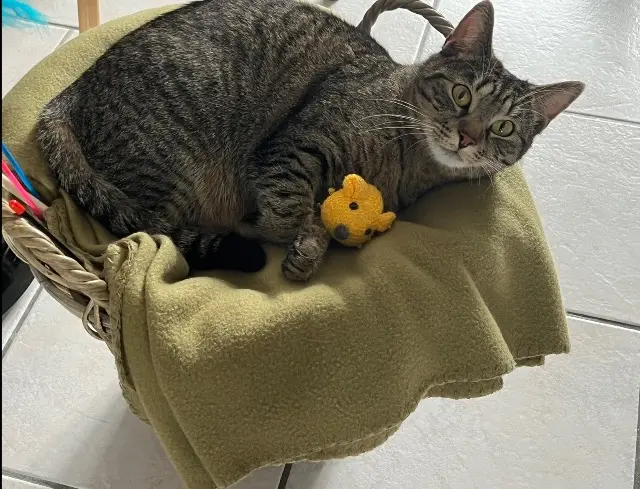chatte lost   59770 Marly Noisette